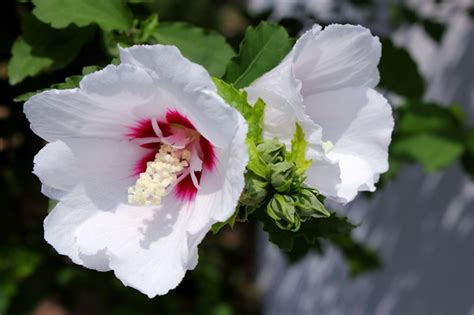 木槿种植|木槿花的栽培技术以及养护管理